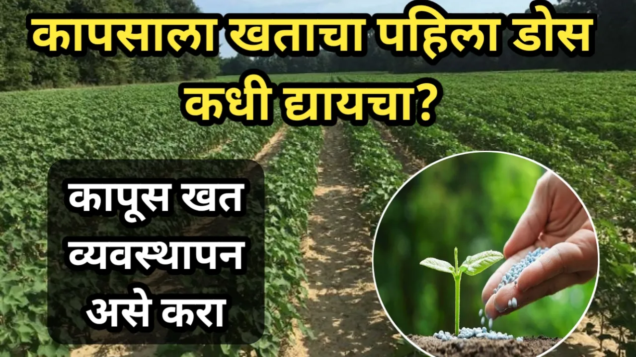 कापसाला खताचा पहिला डोस कधी द्यायचा? कापूस खत व्यवस्थापन असे करा | Cotton Fertilizer