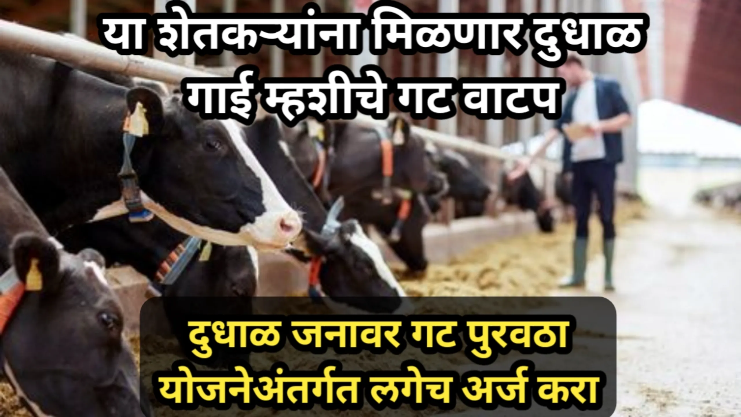 या शेतकऱ्यांना मिळणार दुधाळ गाई म्हशीचे गट वाटप, दुधाळ जनावर गट पुरवठा योजनेअंतर्गत लगेच अर्ज करा | Dudhal Janavar Gat Puravtha Yojana